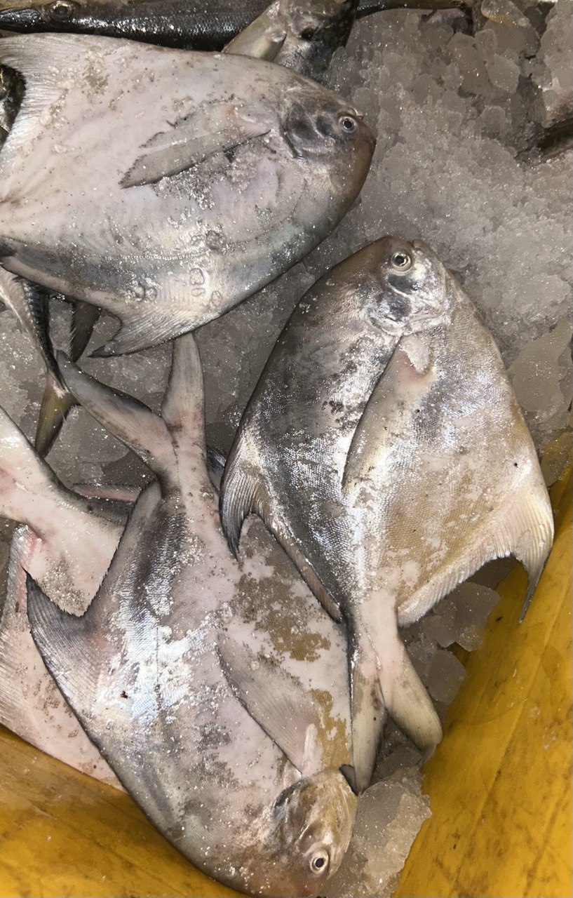 Inam Fish Co seafood gallery